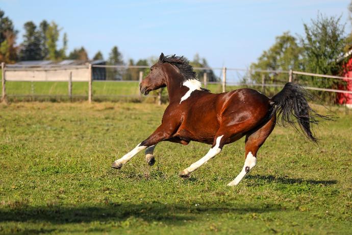 rennendes Pferd