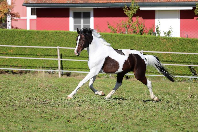 fröhliches Pferd