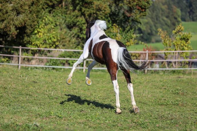 fröhliches Pferd